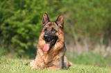 BERGER ALLEMAND 1367